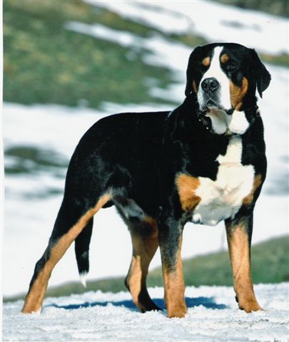 dogs similar to bernese mountain dog