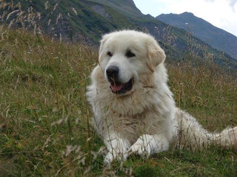 Top 10 Mountain Dog Breeds