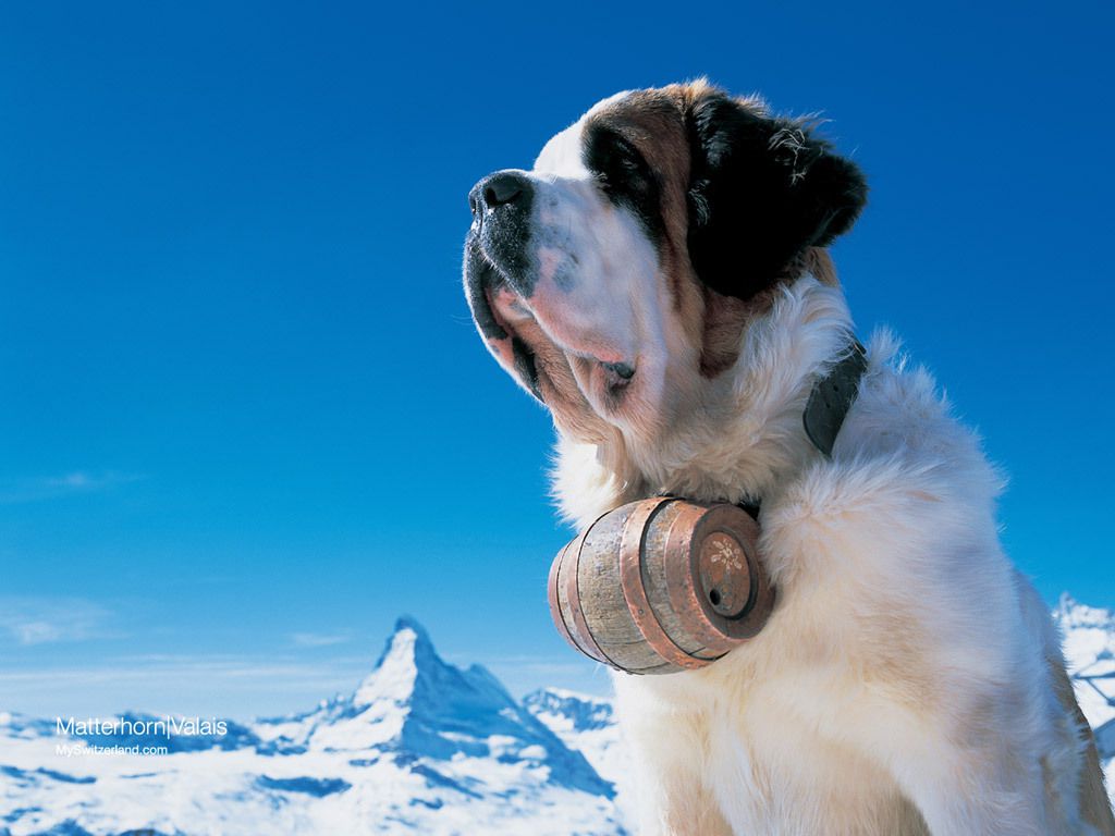 mountain dog breeds