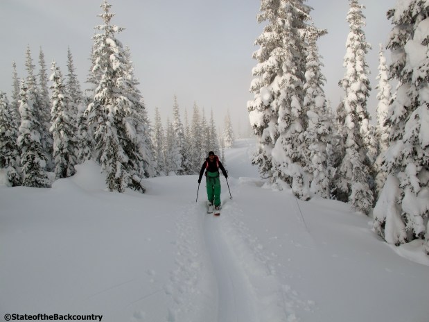 A backcountry skier's golden road is paved in soft, deep snow, lined with tall powder covered trees. Manning Provincial Park, B.C., Canada 