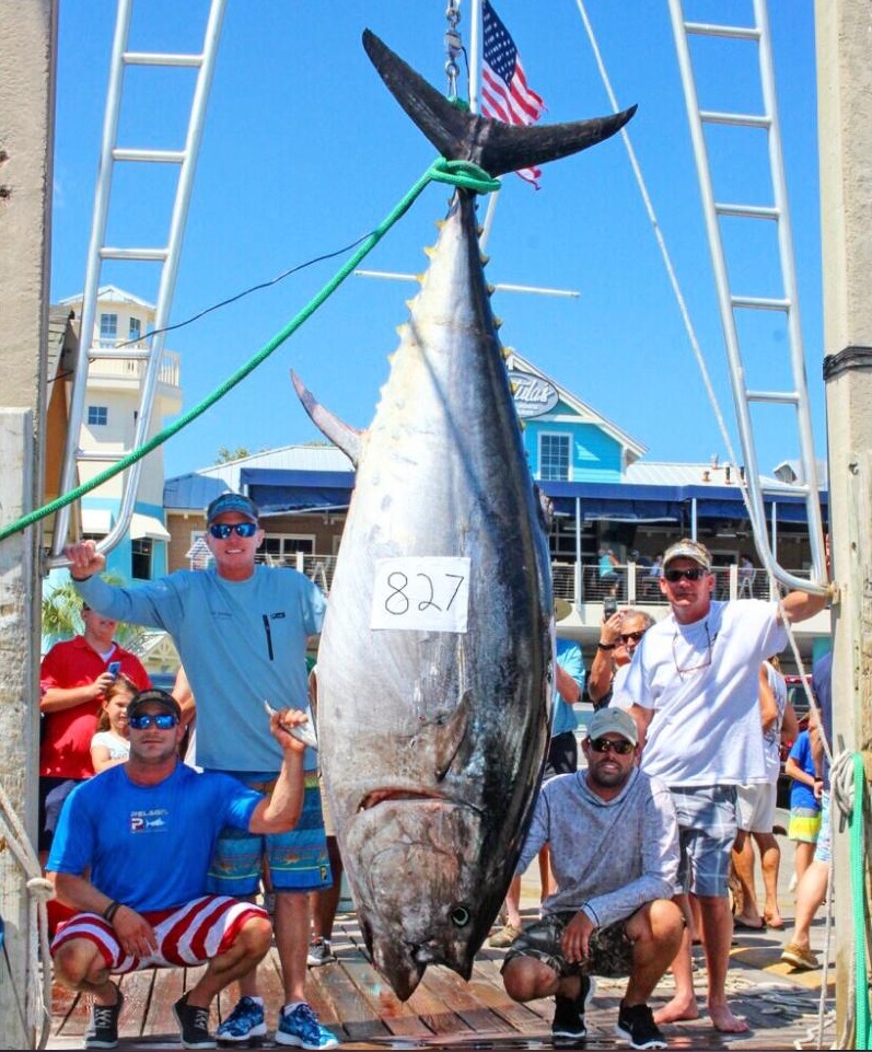 bluefin tuna record price