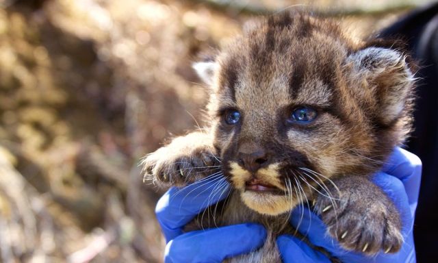 See four cute mountain lion kittens discovered near Los Angeles | For The  Win