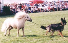 Mini Pony of the Day 6-22-09