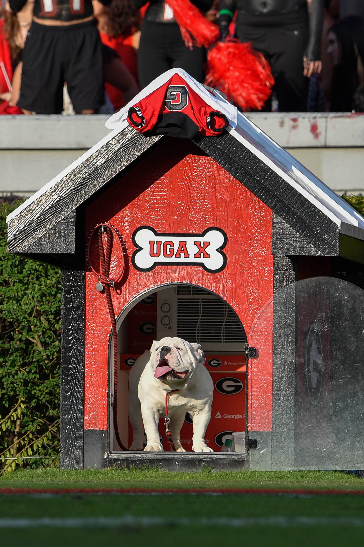 Syndication: Online Athens UGA mascot Uga XI Boom in the field dog house  for the first