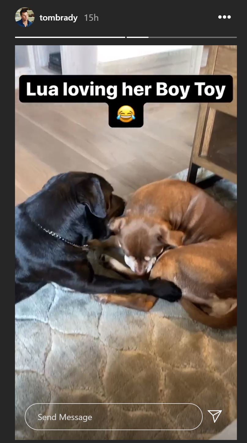 It seems Tom Brady's dog only has eyes for him