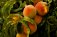 This limb of a peach tree glows with the vibrant orange, yellow and red hues of peaches reach for harvest.