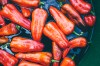 Roasted peppers freeze and defrost surprisingly well, especially when frozen in single layers individually, and once frozen, peppers can be stacked in layers or stored in freezer bags, which help save space.