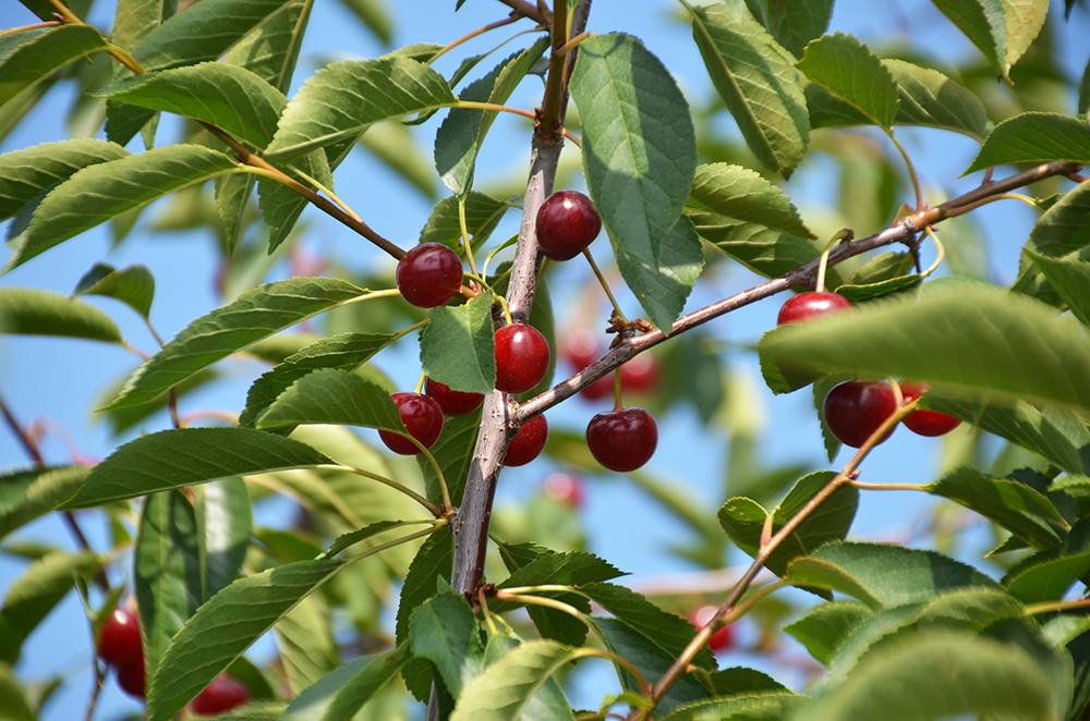 For some 85 years cherries have been driving the economy in Door County, WI, and this 100-acre farm, which started as a dairy farm, is part of the story. 