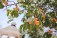 Peaches fill the limbs of this tree, gracefully framing a beautiful outdoor gazebo.