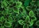Bunches of fresh mint with vibrant, green leaves.