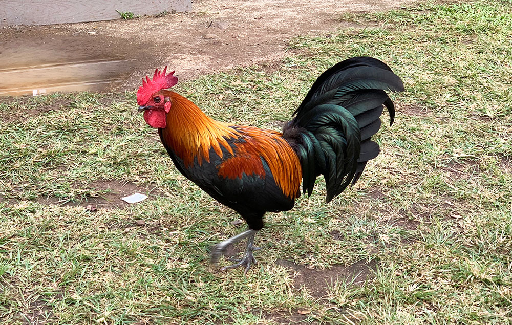 Part of the fun of Kaua’i’s food truck culture is the pervasive presence of the Kaua’i chickens and roosters—a part of the island culture ever since the powerful Hurricane Iniki hit in 1992, scattering the animals everywhere. 