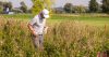 PASSAU, GERMANY - AUGUST 18: Lucas Bjerregaard of Denmark searches his ball during day two of the Saltire Energy Paul Lawrie Matchplay at Golf Resort Bad Griesbach on August 18, 2017 in Passau, Germany. (Photo by Thomas Niedermueller/Getty Images)