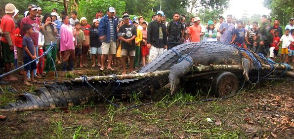 largest saltwater crocodile on earth