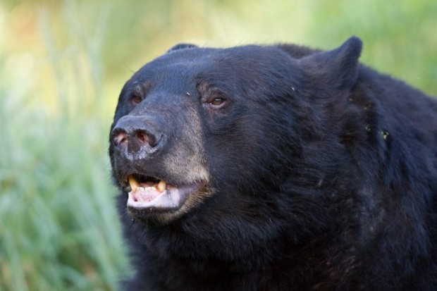 Is This Fair? | Bear Eats Convicted Murderer Then Gets Killed by Officials