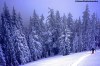 A sticky skin track, snow-caked trees, and fields of empty powder. What more can you ask for in November?