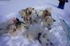 Sled dogs in a pile, nothing left to do, but smile, smile, smile.
