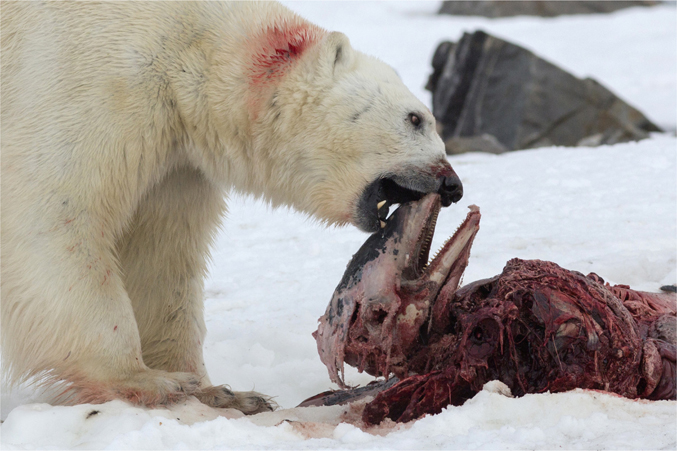 doi:10.3402/polar.v34.26612