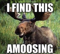 amoosing