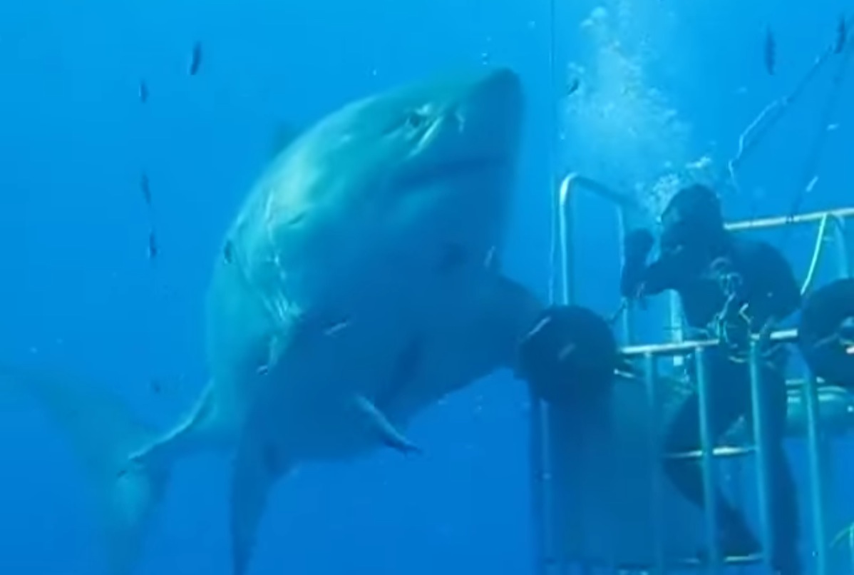 Watch: The Largest Great White Shark Ever Seen | Unofficial Networks