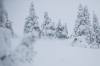 Revelstoke, early season, powder