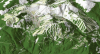 Photo Credit: Hemlock Master Plan
