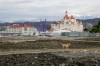 Jan 26, 2014; Sochi, RUSSIA; A stray dog stands in front Olympic Park as seen from the boardwalk along the Black Sea shore prior to 2014 Sochi Winter Olympic Games. Mandatory Credit: Kevin Liles-USA TODAY Sports