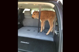 Image from East Idaho News