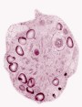 Red Algae Cell