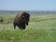 Bison in Badlands National Park | Photo Credit: NPS