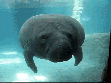 manatee sup