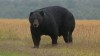 Stock image of Black Bear
