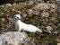 A stoat in winter fur | Photo Credit: