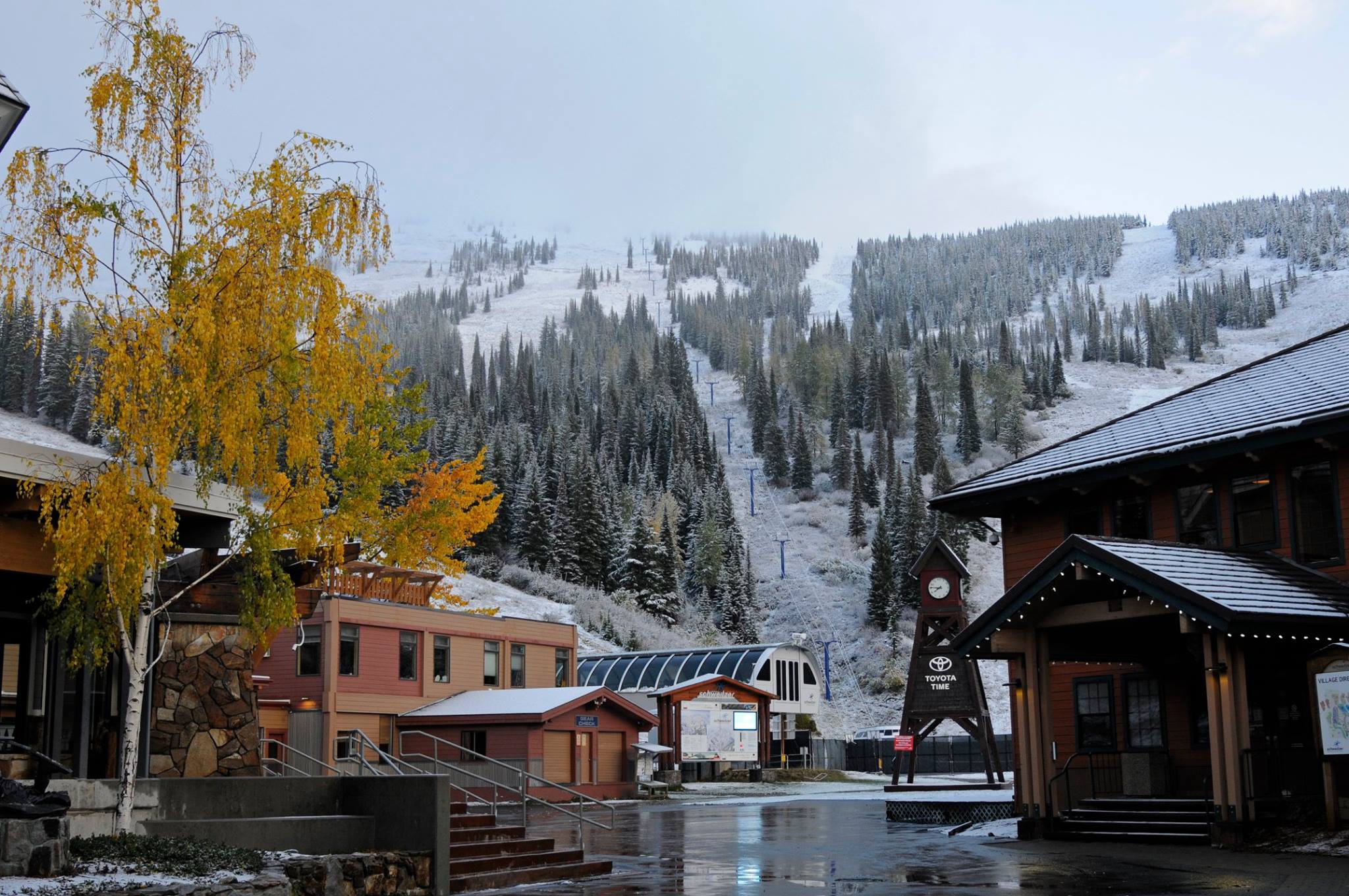 schweitzer-2
