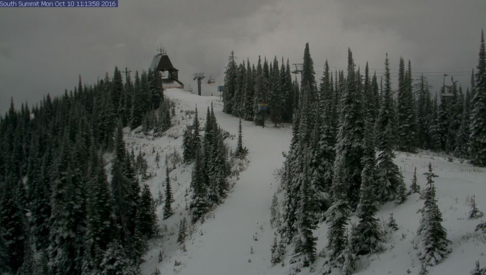 whitefish