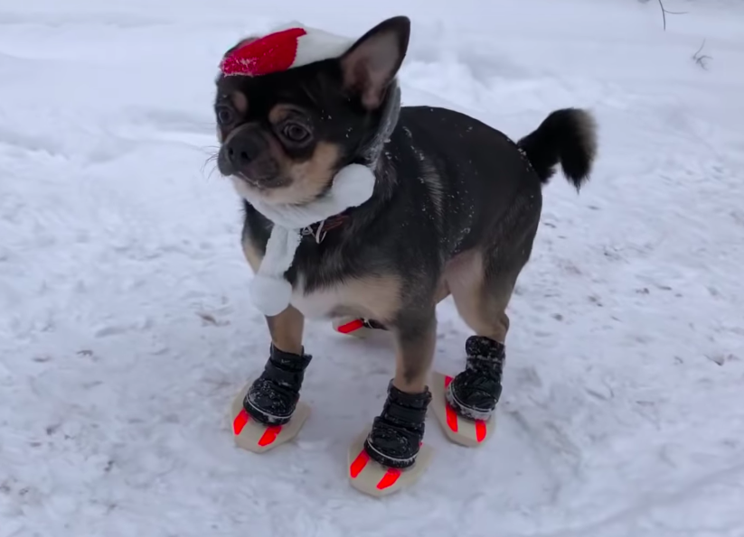 dog with snow shoes