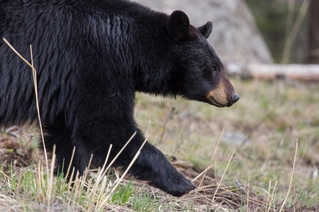 Two Bears Killed In Yellowstone After Woman Is Bit In Her Tent 