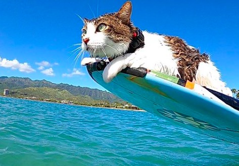 Meet Hokule'a…The Hawaiian Surf Cat