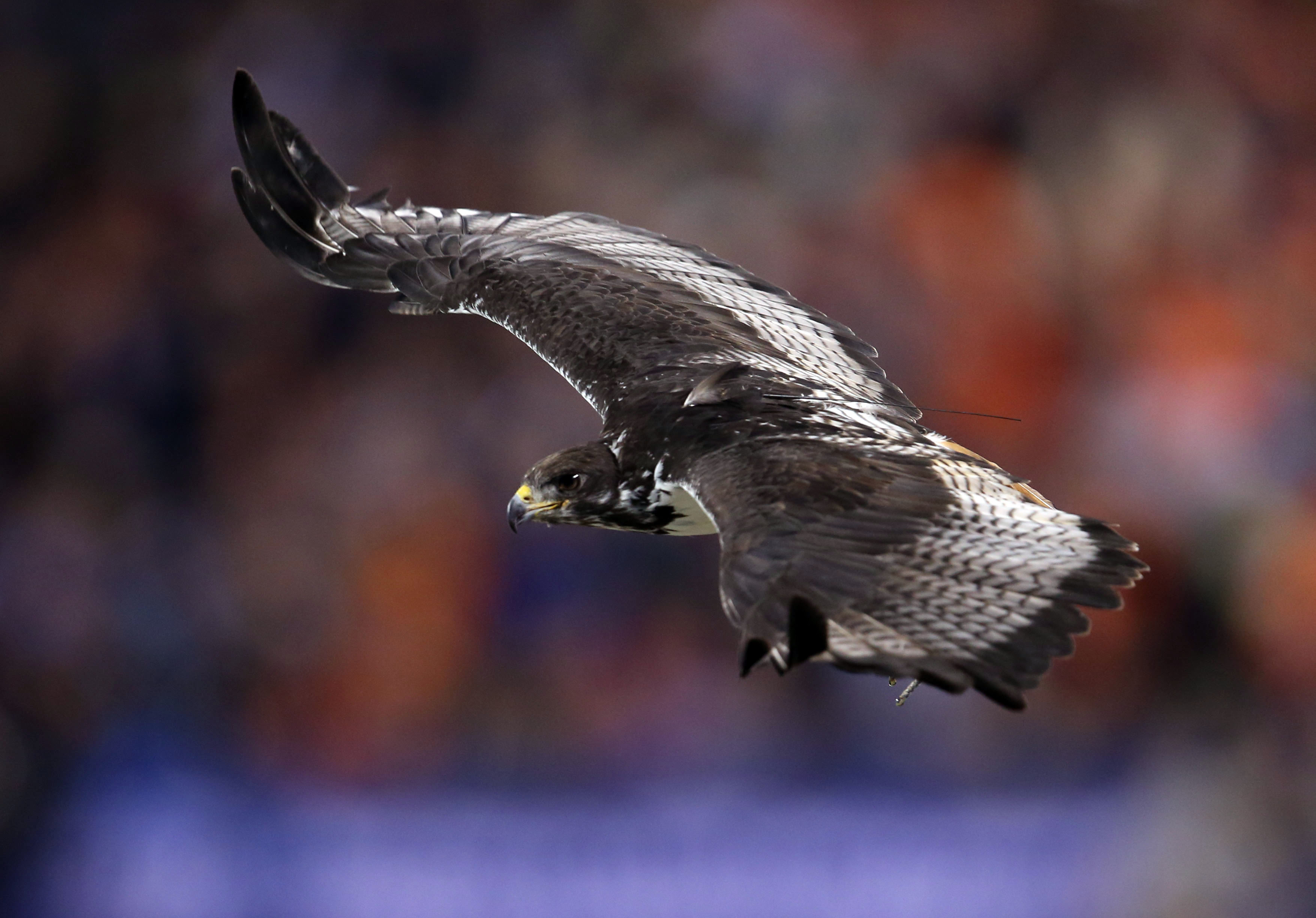 Seattle Seahawks bird mascot that flew into stands issues