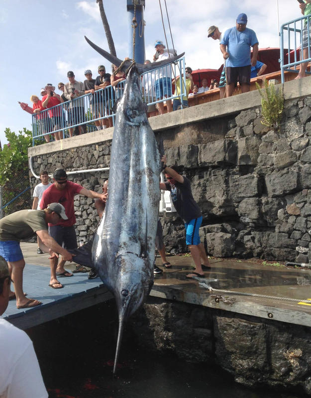 16-year-old catches 1,058-pound blue marlin off the coast of