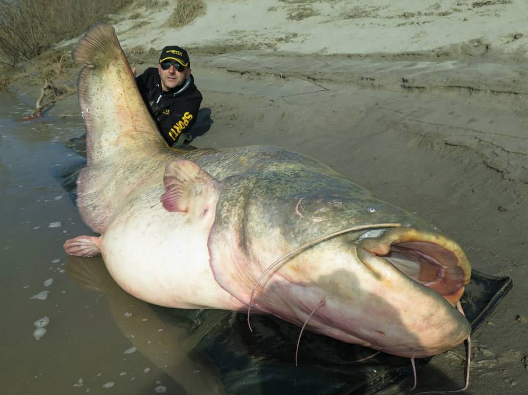 Italian fisherman catches monstrous 280-pound catfish | For The Win