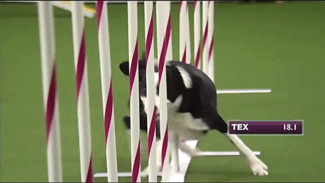 border collie obstacle course