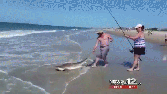 puma catches shark