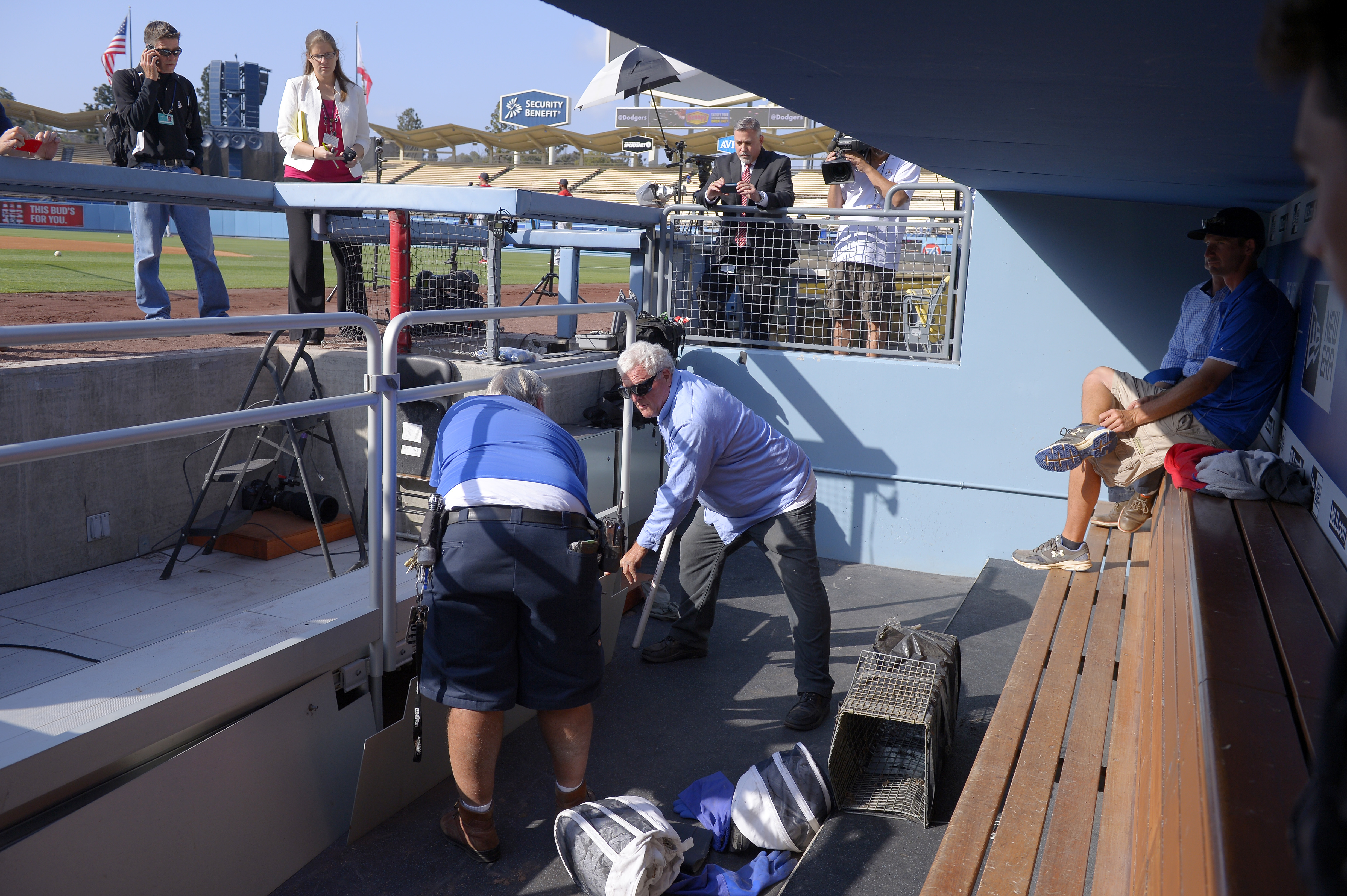 Skunks in Cardinals' dugout at Dodger Stadium