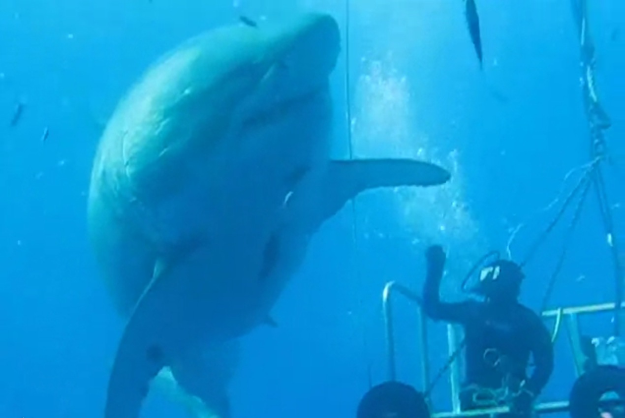 Diver leaves cage to give enormous great white shark a high five | For ...