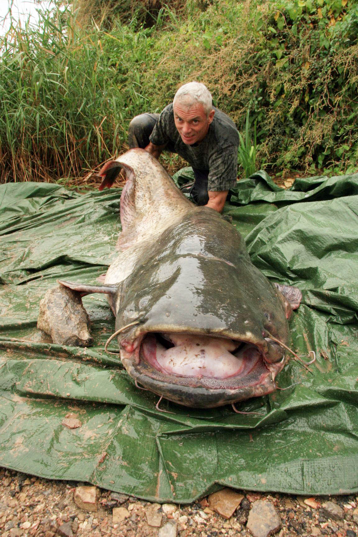https://wp.usatodaysports.com/wp-content/uploads/sites/90/2015/07/c03_killercatfish_24.jpg