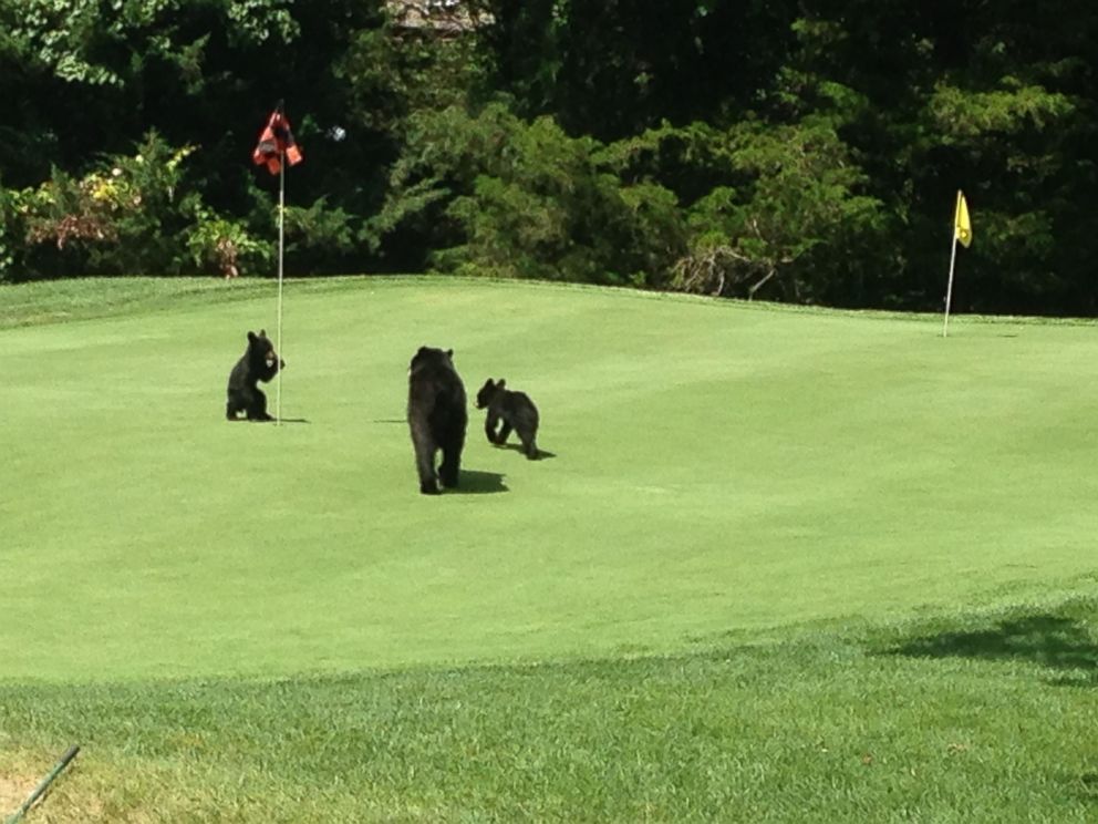 A family of bears invaded a New Jersey golf course and had a great time