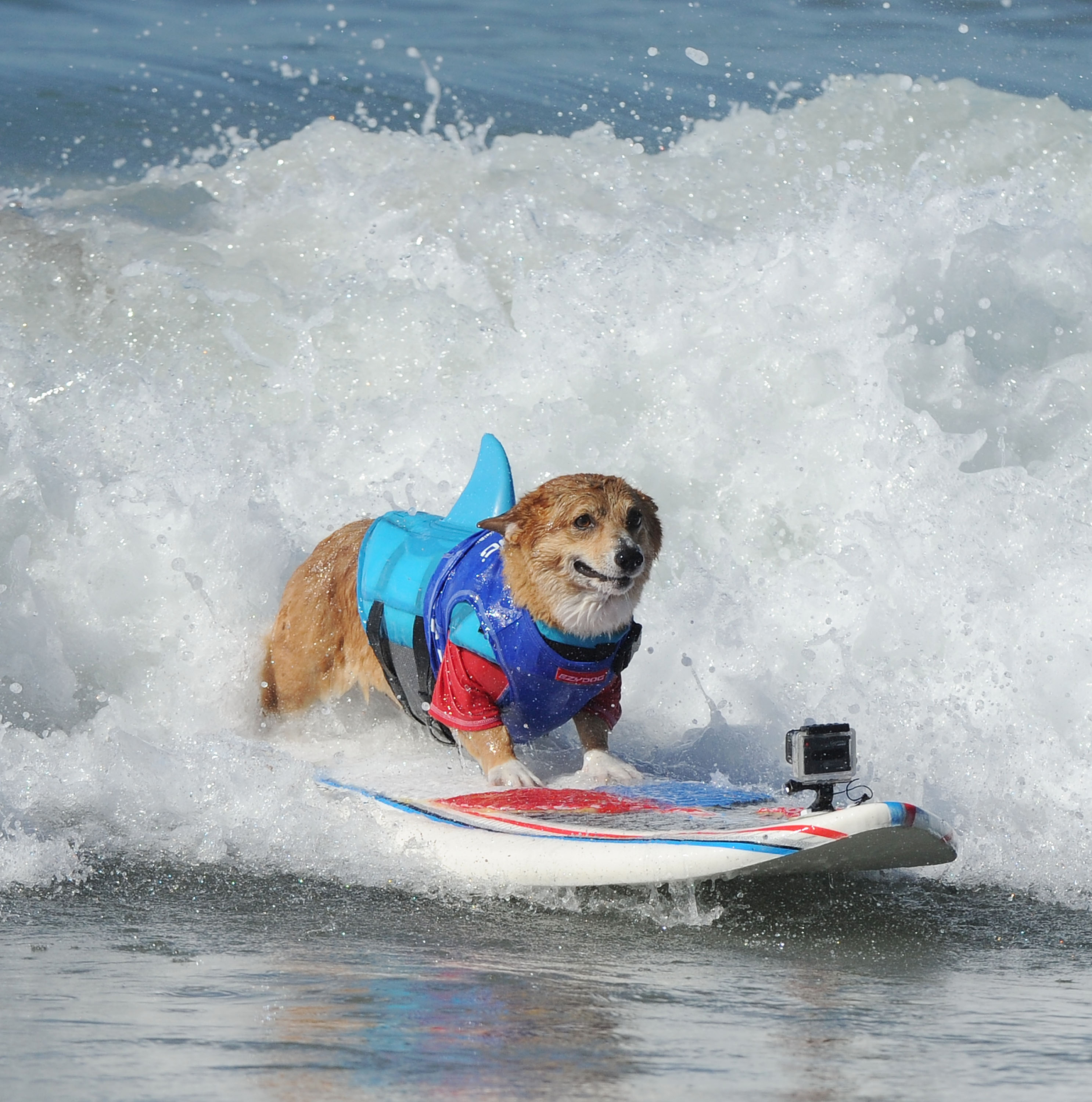 An incredible group of dogs participated in a surfing competition in