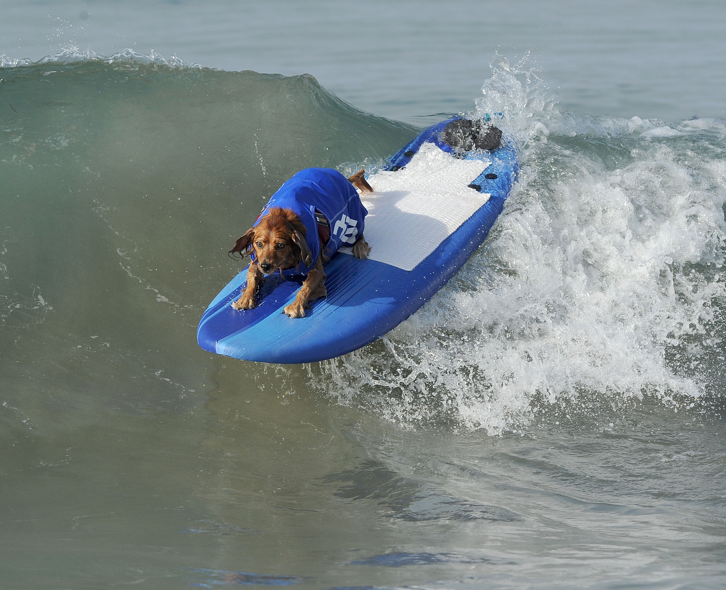 An incredible group of dogs participated in a surfing competition in