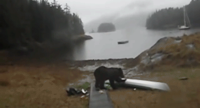 Woman tries to negotiate with bear eating her kayak in Alaska | For The Win