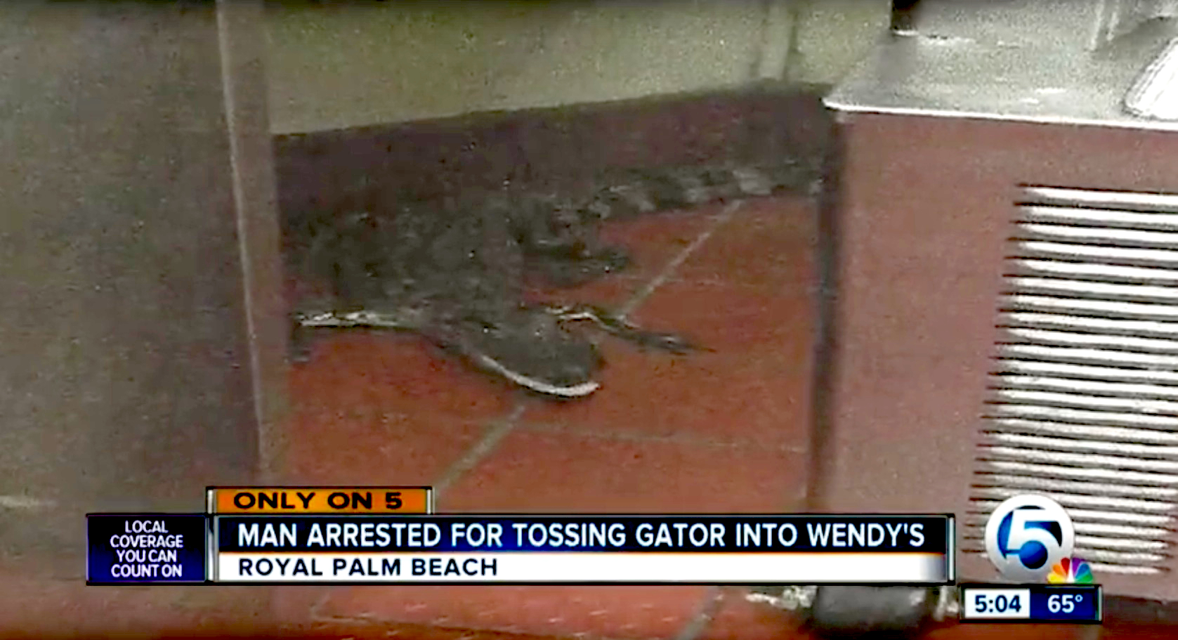 Some Guy In Florida Threw An Alligator Through A Wendys Drive Through Window For The Win